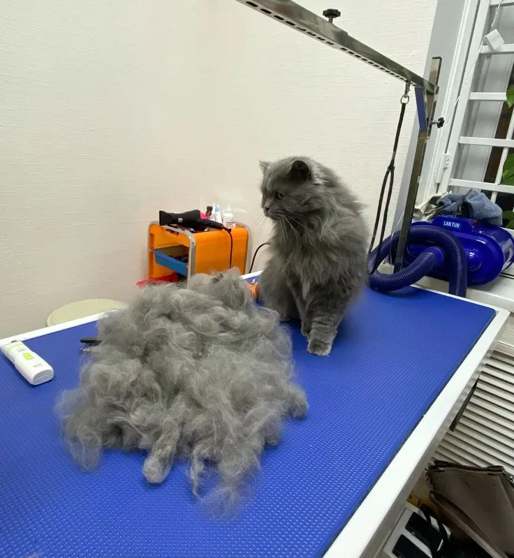 Kedi Özel Bakımı