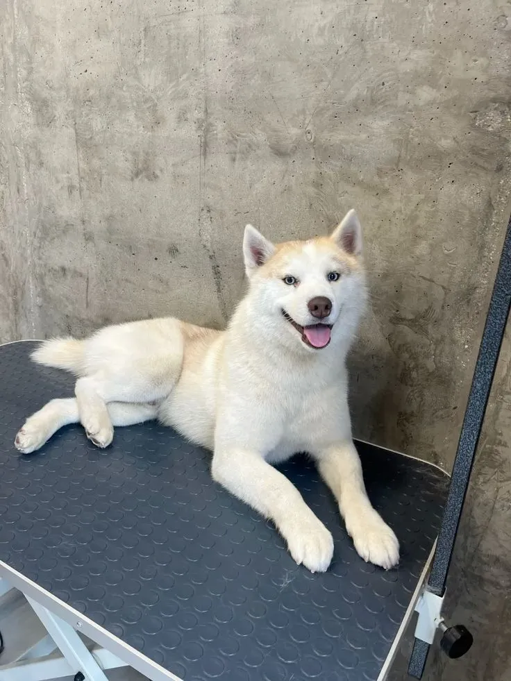 Köpek Özel Bakımı
